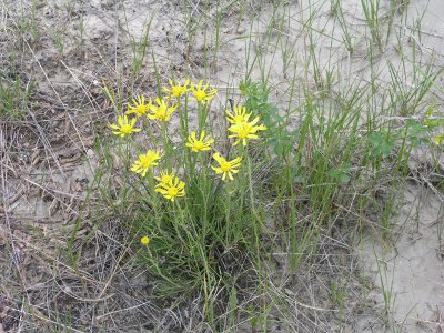 [Flowers with spiky yellow petals and a yellow center.]